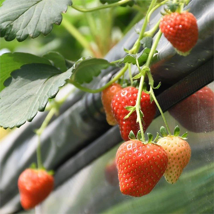 Agricultural-consulting-training-green-house