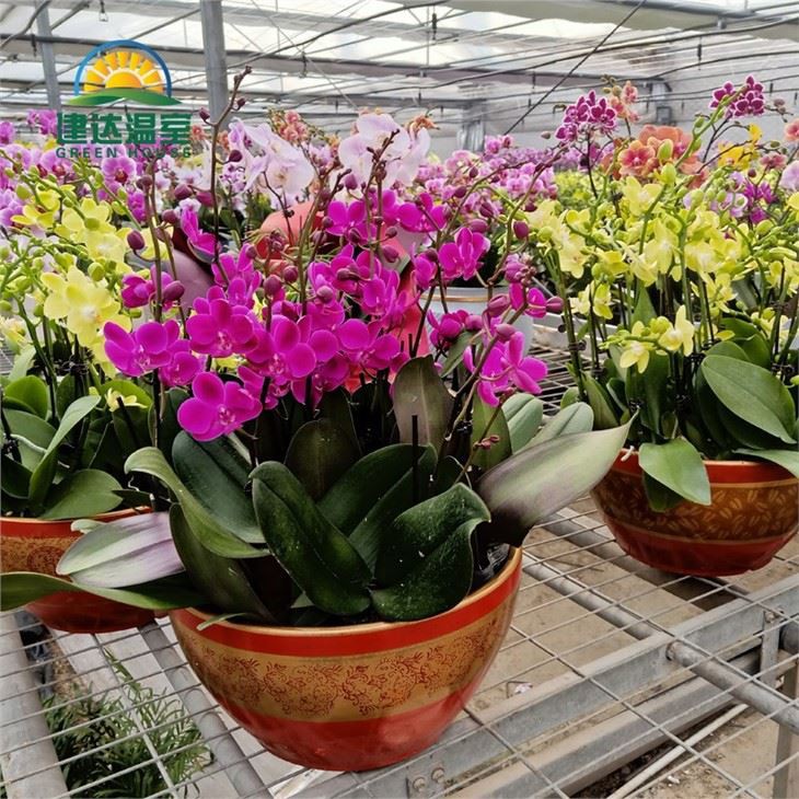 Orchids Grow in Seedbeds